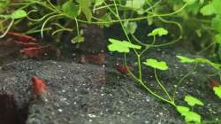 Aufnahme direkt nach der Fütterung am 21.12.2025