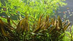  Cryptocoryne beckettii ´Petchii Pink´,  Bucephalandra sordidula ´Blue´, Ceratopteris cornuta, Hydrocotyle tripartita am 21.12.2025