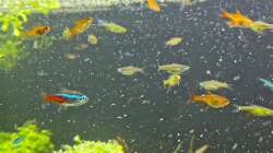 Aufnahme direkt nach der Fütterung am 21.12.2025