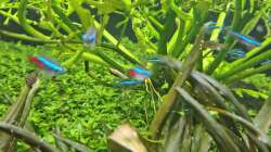 Neontetra und blauer Neon am 21.12.2025