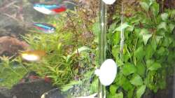 Diffusor (gestern mit Chlorbleiche gereinigt) am 21.12.2025