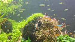 Mainstone mit Hydrocotyle tripartita on top, Hygrophila lancea ´Araguaia´ und massenhaft Anubias barteri var. nana ´Bonsai´ (´Mini Mini´) am 21.12.2025