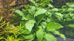 Schismatoglottis prietoi am 21.12.2025