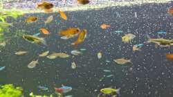 Aufnahme direkt nach der Fütterung am 21.12.2025