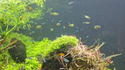 Wasser nach der Fütterung wieder nahezu aufgeklärt, 21.12.2025