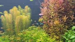  Rotala sp. ´Cambodia´, Limnophila aromatica ´Mini´, Rotala macrandra, Schismatoglottis prietoi, Eleocharis sp. ´Mini´,Anubias barteri var. nana ´Bonsai´ (´Mini Mini´) am 21.12.2025