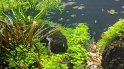 Fische am Abend des 21.12.2025