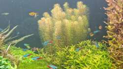 Wasser nach der Fütterung wieder nahezu aufgeklärt, 21.12.2025