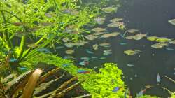 Wasser nach der Fütterung wieder nahezu aufgeklärt, 21.12.2025