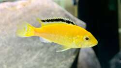 Labidochromis caeruleus