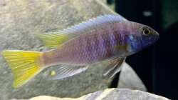 Pseudotropheus acei