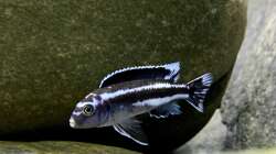 Pseudotropheus cyaneorhabdos