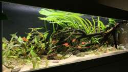 Aquarium little Southamerica Tank