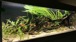 Aquarium little Southamerica Tank