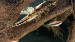 Besatz im Aquarium little Southamerica Tank