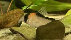 Besatz im Aquarium little Southamerica Tank