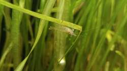 Sulawesi Inlandsgarnelen 