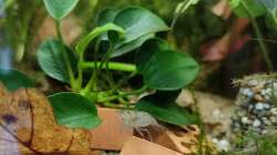 Pflanzen im Aquarium Niephauser Bachtal