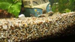 Dekoration im Aquarium Niephauser Bachtal