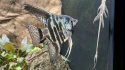 Besatz im Aquarium 875 Liter Südamerika-Gesellschaft