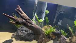 Aquarium 875 Liter Südamerika-Gesellschaft