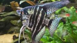 Besatz im Aquarium 875 Liter Südamerika-Gesellschaft