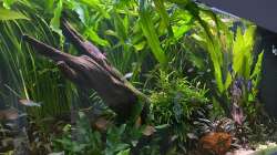 Aquarium 875 Liter Südamerika-Gesellschaft