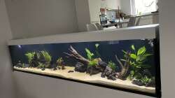 Aquarium 875 Liter Südamerika-Gesellschaft