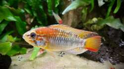 Besatz im Aquarium 875 Liter Südamerika-Gesellschaft