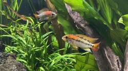 Besatz im Aquarium 875 Liter Südamerika-Gesellschaft