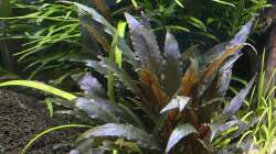 Pflanzen im Aquarium 875 Liter Südamerika-Gesellschaft