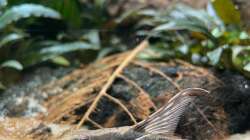 Besatz im Aquarium 875 Liter Südamerika-Gesellschaft