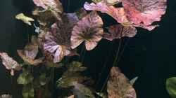 Pflanzen im Aquarium 875 Liter Südamerika-Gesellschaft