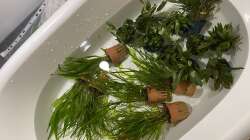 Pflanzen im Aquarium 875 Liter Südamerika-Gesellschaft