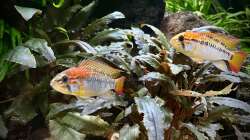 Besatz im Aquarium 875 Liter Südamerika-Gesellschaft