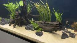 Aquarium 875 Liter Südamerika-Gesellschaft