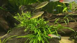 Besatz im Aquarium 875 Liter Südamerika-Gesellschaft