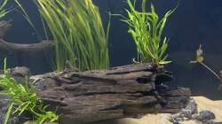 Dekoration im Aquarium 875 Liter Südamerika-Gesellschaft