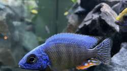 Besatz im Aquarium Malawi Aquarium Mbuna/ Nonmbuna