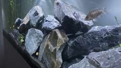 Aquarium Malawi Aquarium Mbuna/ Nonmbuna