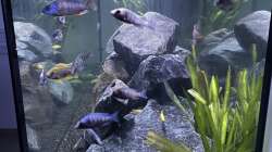 Aquarium Malawi Aquarium Mbuna/ Nonmbuna