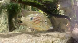 Besatz im Aquarium Altifrons