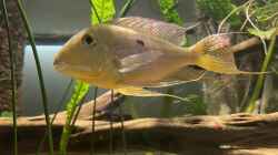 Geophagus altifrons Tocantins