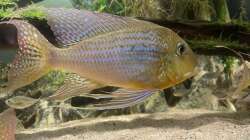 Besatz im Aquarium Altifrons