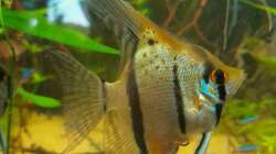 Besatz im Aquarium Südamerika-Suppe