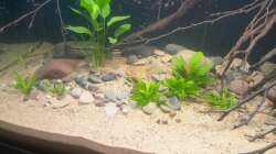 Pflanzen im Aquarium Südamerika-Suppe