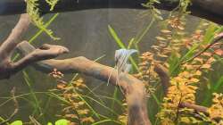 Aquarium Amazonas Hoffnung