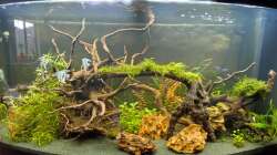 Aquarium Amazonas Hoffnung