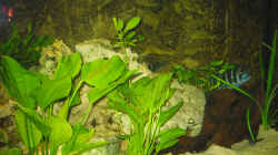 Pflanzen im Aquarium Becken 449
