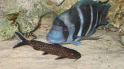 Besatz im Aquarium Becken 449